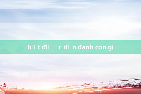 bắt được rắn đánh con gì