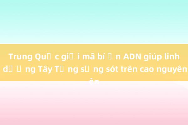 Trung Quốc giải mã bí ẩn ADN giúp linh dương Tây Tạng sống sót trên cao nguyên