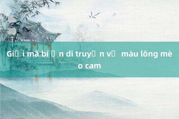 Giải mã bí ẩn di truyền về màu lông mèo cam